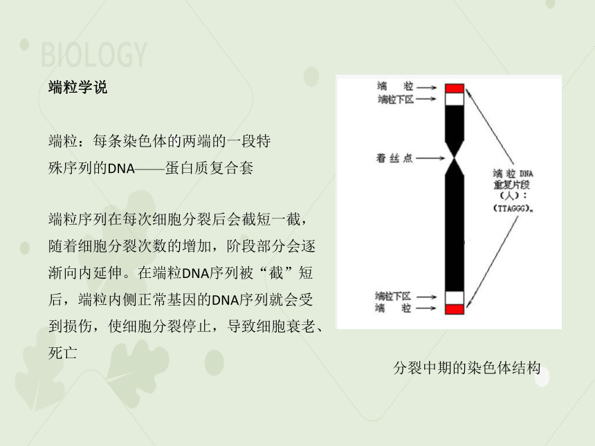 2022-2023学年高一生物人教版（2019）必修一课件：第六章 细胞的生命历程 6.3细胞的衰老和死亡（共29张PPT）