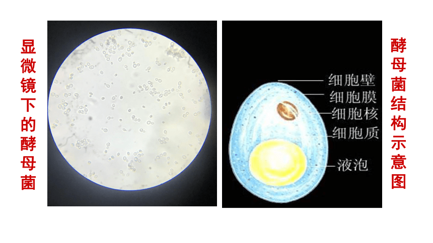 4.3 微生物 课件（21张）沪教版 第二册