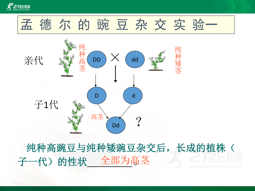 7.2.3 基因的显性和隐形  课件(共28张PPT)