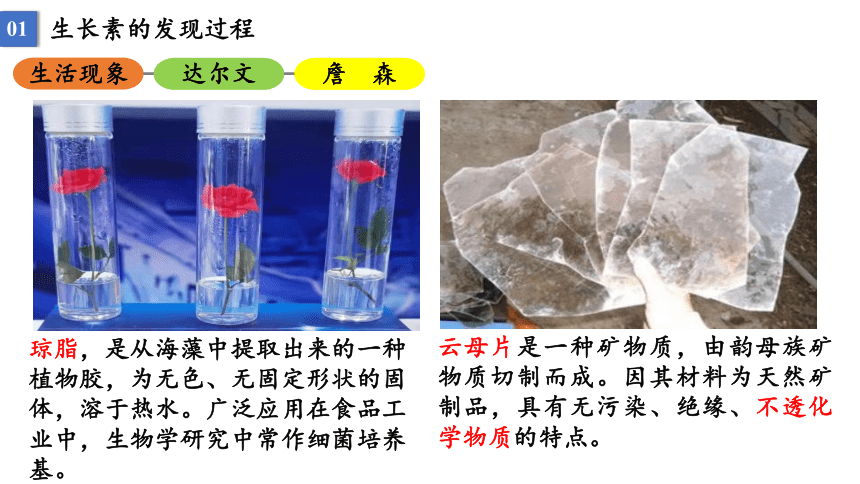 5.1 植物生长素课件2021-2022学年高二上学期生物人教版选择性必修1(33张PPT）