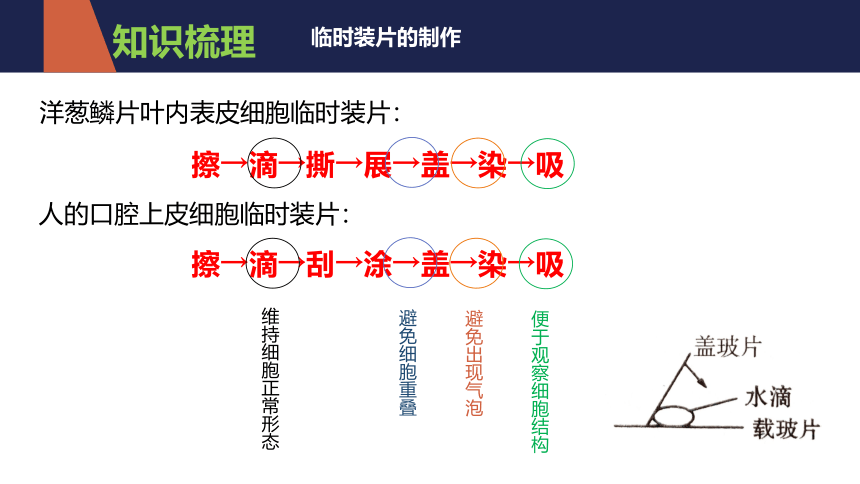 2021-2022学年人教版七年级生物上册第二单元  生物体的结构层次  复习课件(共20张PPT)