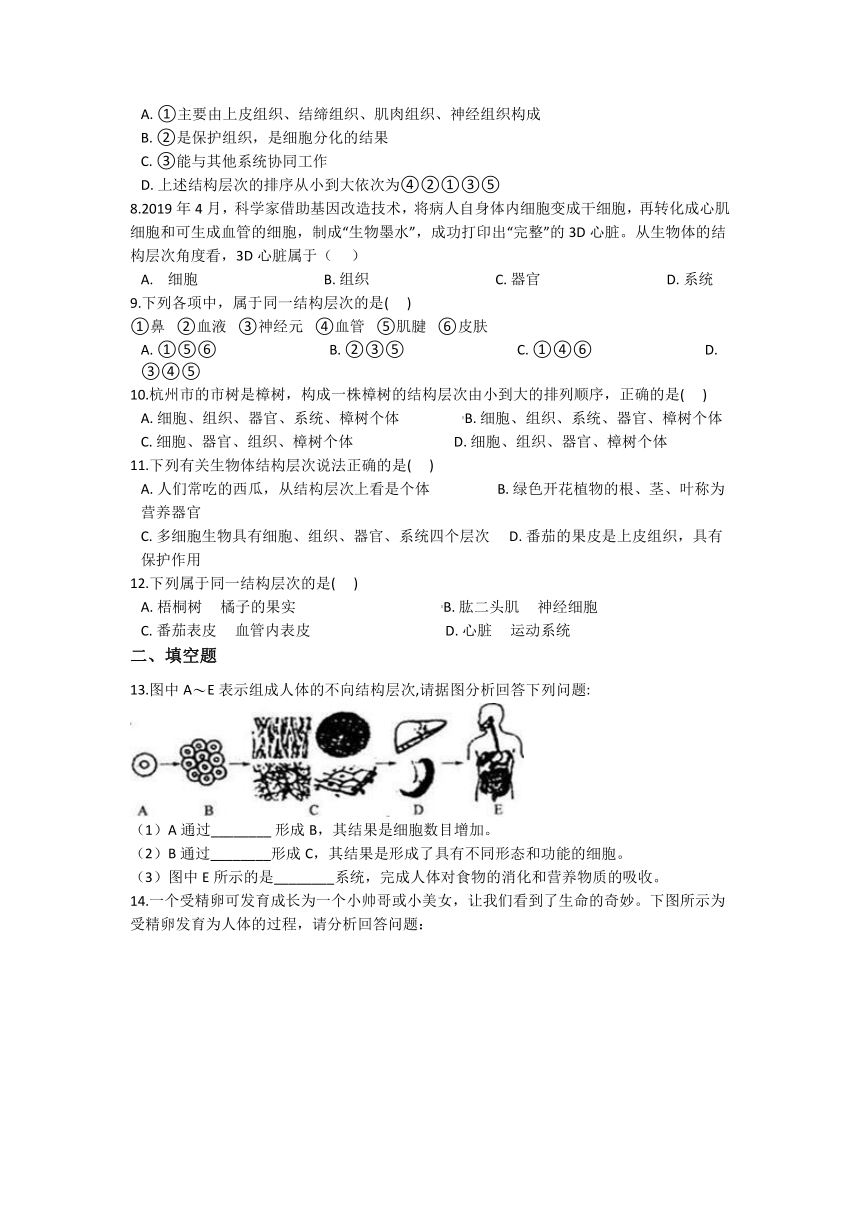 2.3生物体的结构层次 同步练习（含解析）