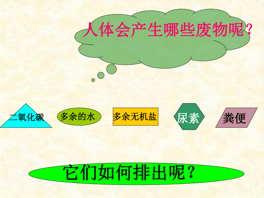 人教版初中生物七年级下册第四单元第五章  人体内废物的排出  课件（37张PPT）