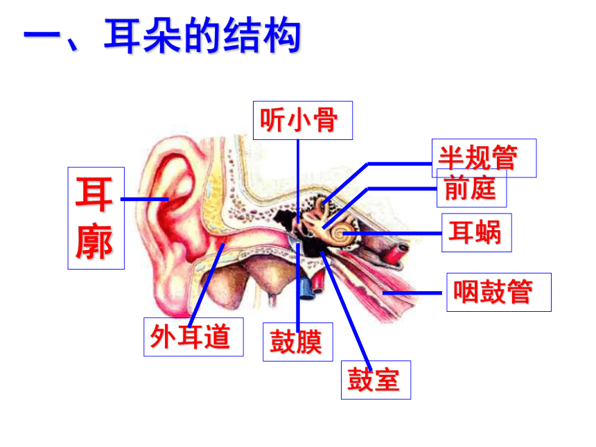 3.2 耳与听觉 课件（共24张PPT）