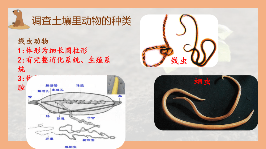 13.1土壤里的小动物课件(共18张PPT)2022-2023学年苏科版生物七年级下册