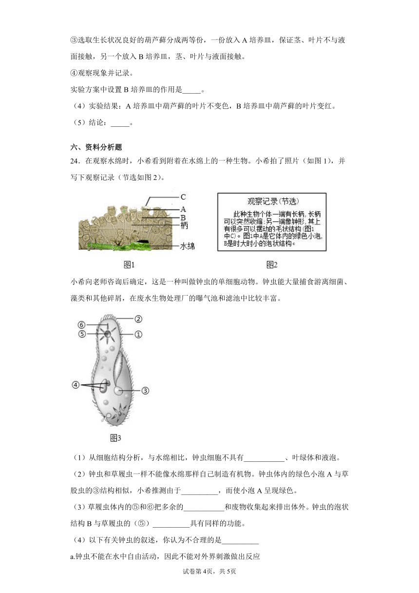 3.1 生物圈中有哪些绿色植物 综合训练（word版含答案）七年级上册生物 人教版