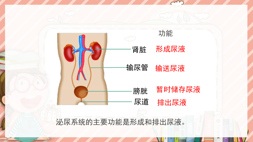 11.1人体泌尿系统的组成课件(共27张PPT)