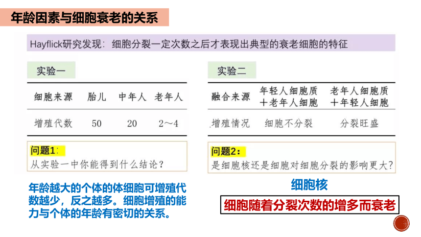 6.3细胞的衰老和死亡 课件(共20张PPT) 2022-2023学年高一上学期生物人教版必修1