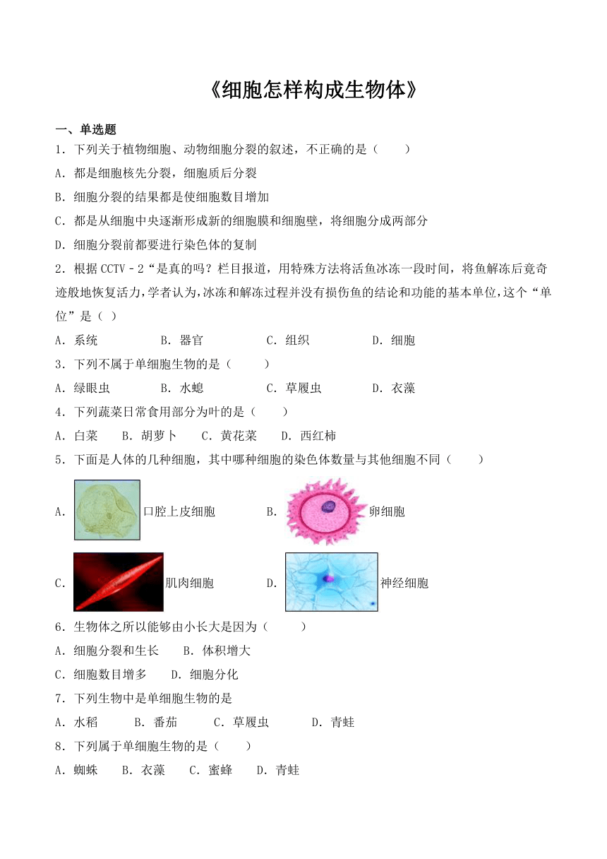 人教版七年级上册生物2.2细胞怎样构成生物体 练习题（word版 含答案）