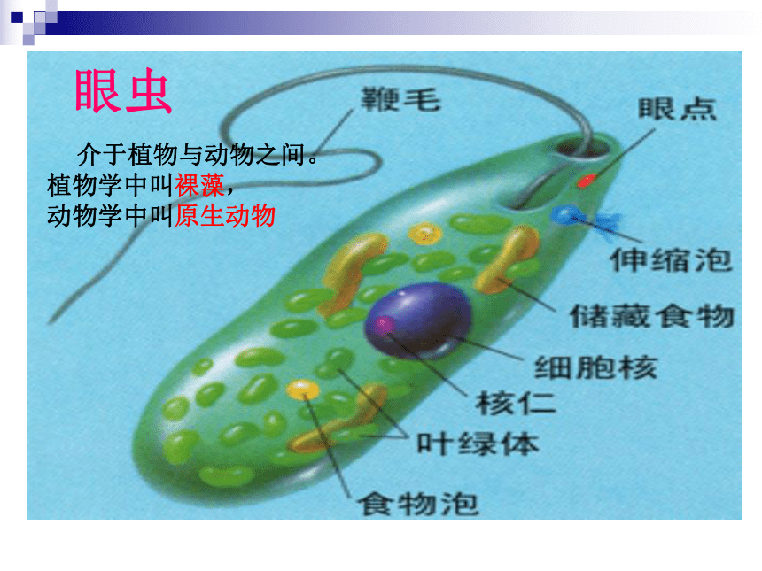 2021--2022学年人教版生物七年级上册2.2.4单细胞生物课件(共37张PPT)