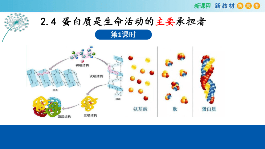2.4 蛋白质是生命活动的主要承担者（第1课时）(共30张PPT)