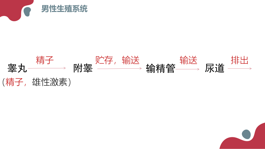 2020--2021学年人教版生物七年级下册 4.1.2人的生殖  课件 （36张PPT）