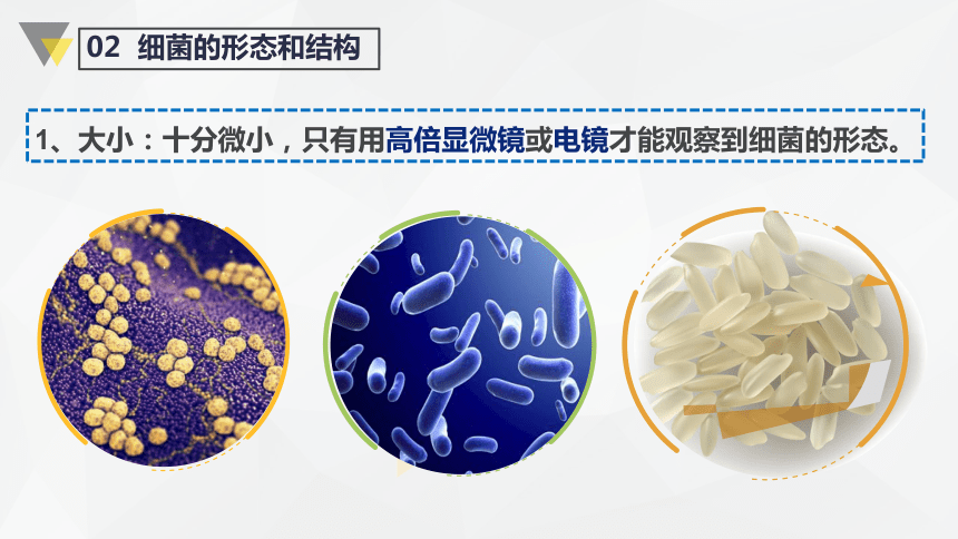 5.4.2 细菌课件(共24张PPT)2021--2022学年人教版生物学八年级上册