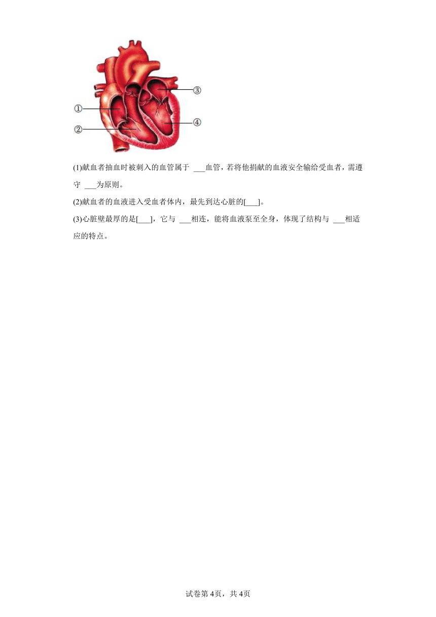 人教版七年级下册4.4.4输血与血型（含解析）