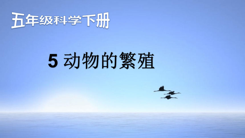 鄂教版（2001）五年级科学下册课件-5 动物的繁殖（课件29ppt）