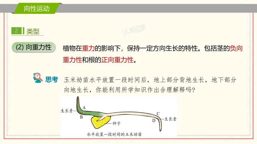 5.3植物对多种环境信号做出反应课件(共30张PPT)2022-2023学年高二上学期生物浙科版选择性必修1