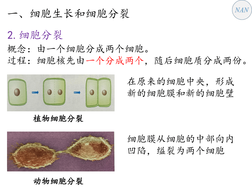 2021—2022学年人教版七年级上册 2.2.1 细胞通过分裂产生新细胞课件  （共17张PPT）