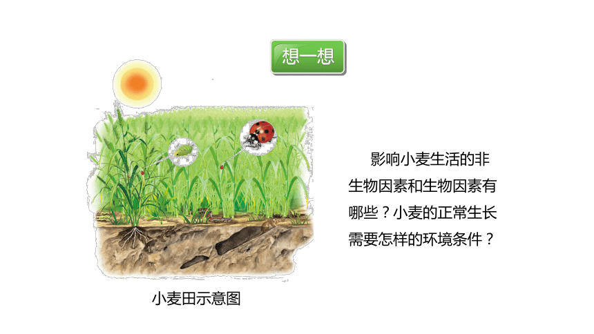 2021—2022学年人教版七年级上册1.2.1 生物与环境的关系课件(共45张PPT)