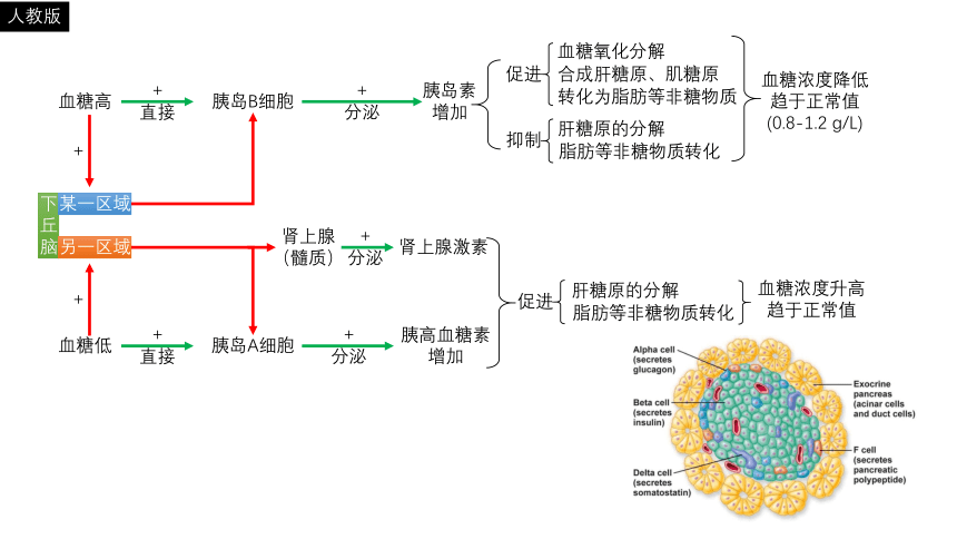 人教版（新课程标准）必修3  2.2通过激素的调节 课件（13张）