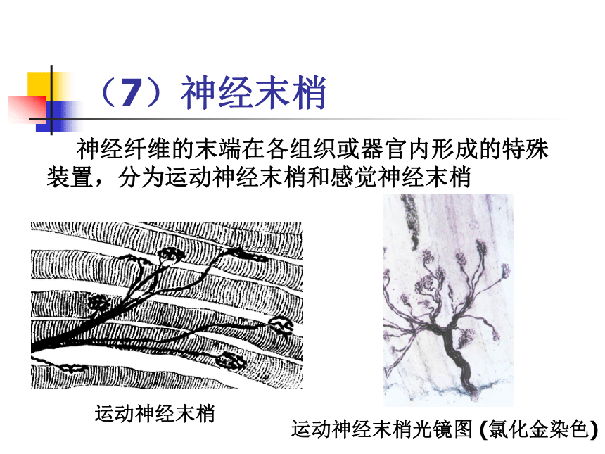 11.神经系统-1  课件(共30张PPT) - 《畜禽解剖生理学》同步教学（高教版）