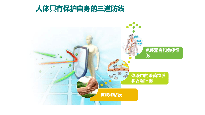 4.13.3 人体免疫课件 (共27张PPT)北师大版生物七年级下册