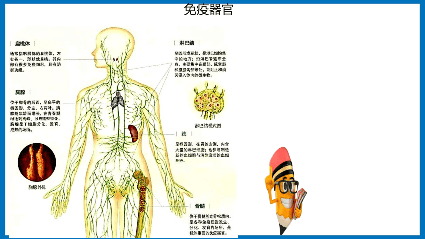 3.1.1 免疫系统的组成和非特异性免疫应答 课件（共20张PPT）