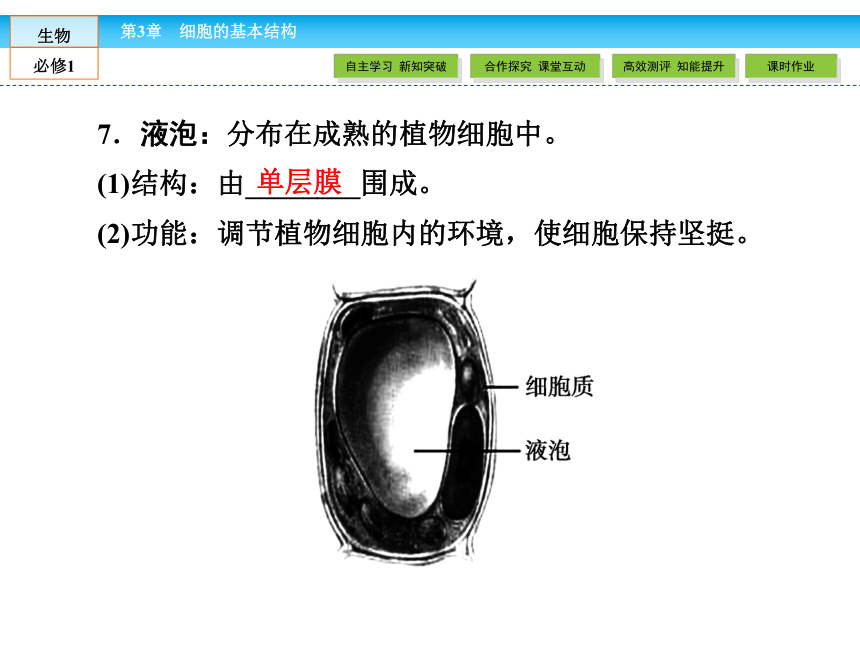 （人教版）高中生物必修一：3.2《细胞器——系统内的分工合作》课件（共 78张PPT）