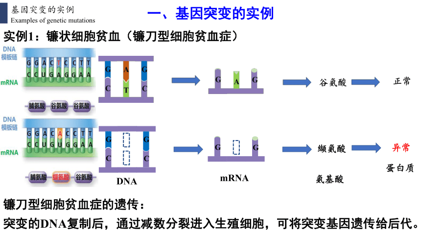高中生物人教版（2019）必修2 5.1基因突变和基因重组（共42张ppt）