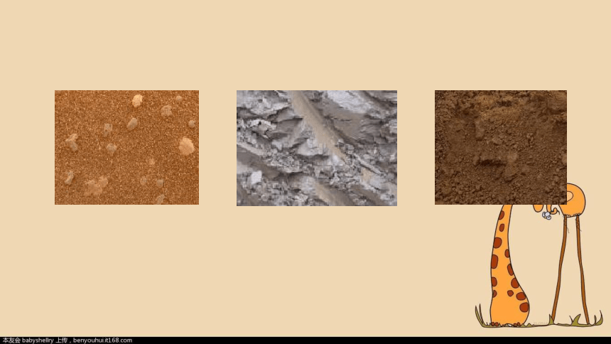 苏教版（2017秋） 三年级上册2.5  土壤的类型（课件 共15张）