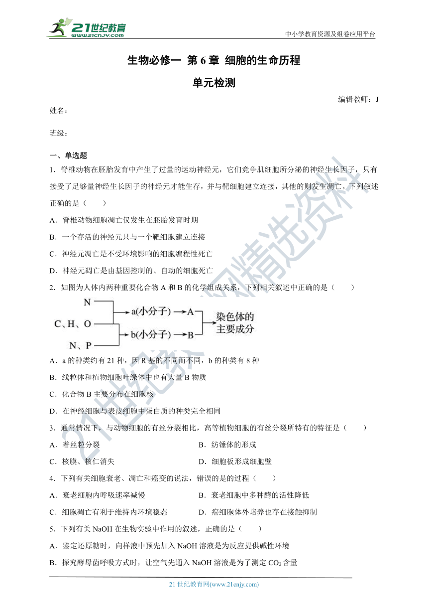 人教版（2019）高中生物必修一第6章 细胞的生命历程 单元检测（Word版含答案）