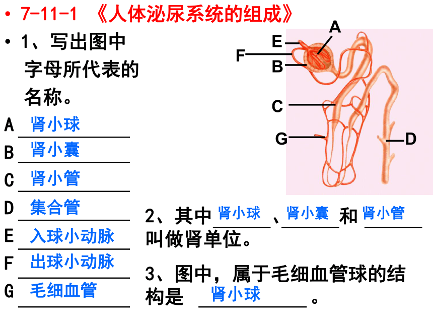 苏教版七年级生物下册第11-12章期末复习题 课件（共17张PPT）