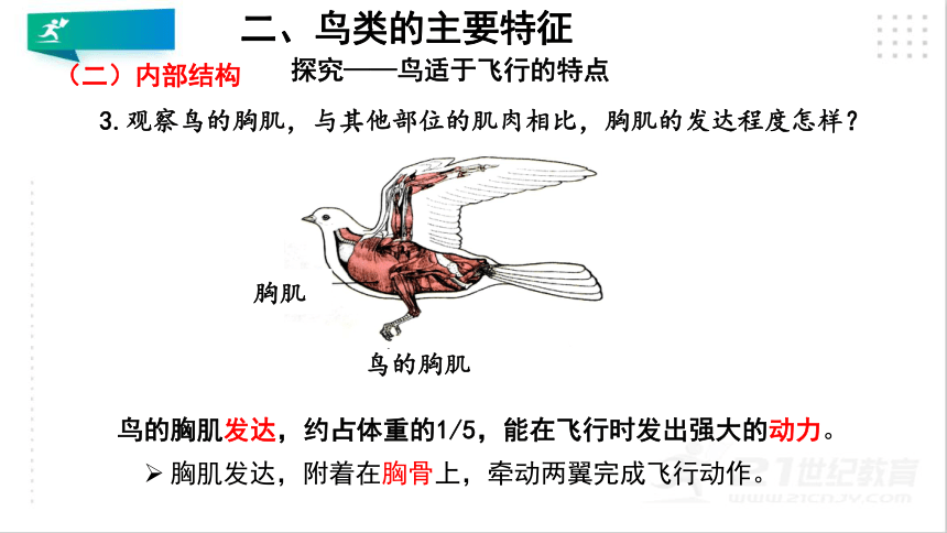 5.1.6 鸟课件（共26张PPT）