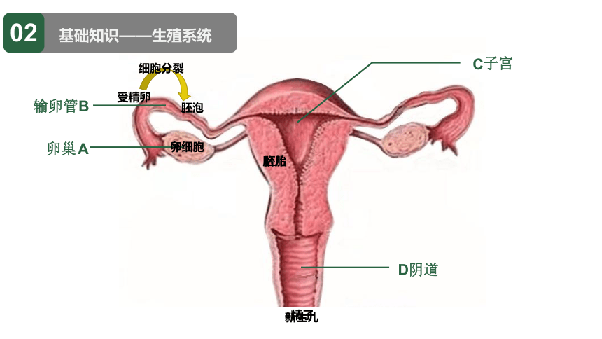 人教版七年级下册生物期末复习课件（共83张ppt）