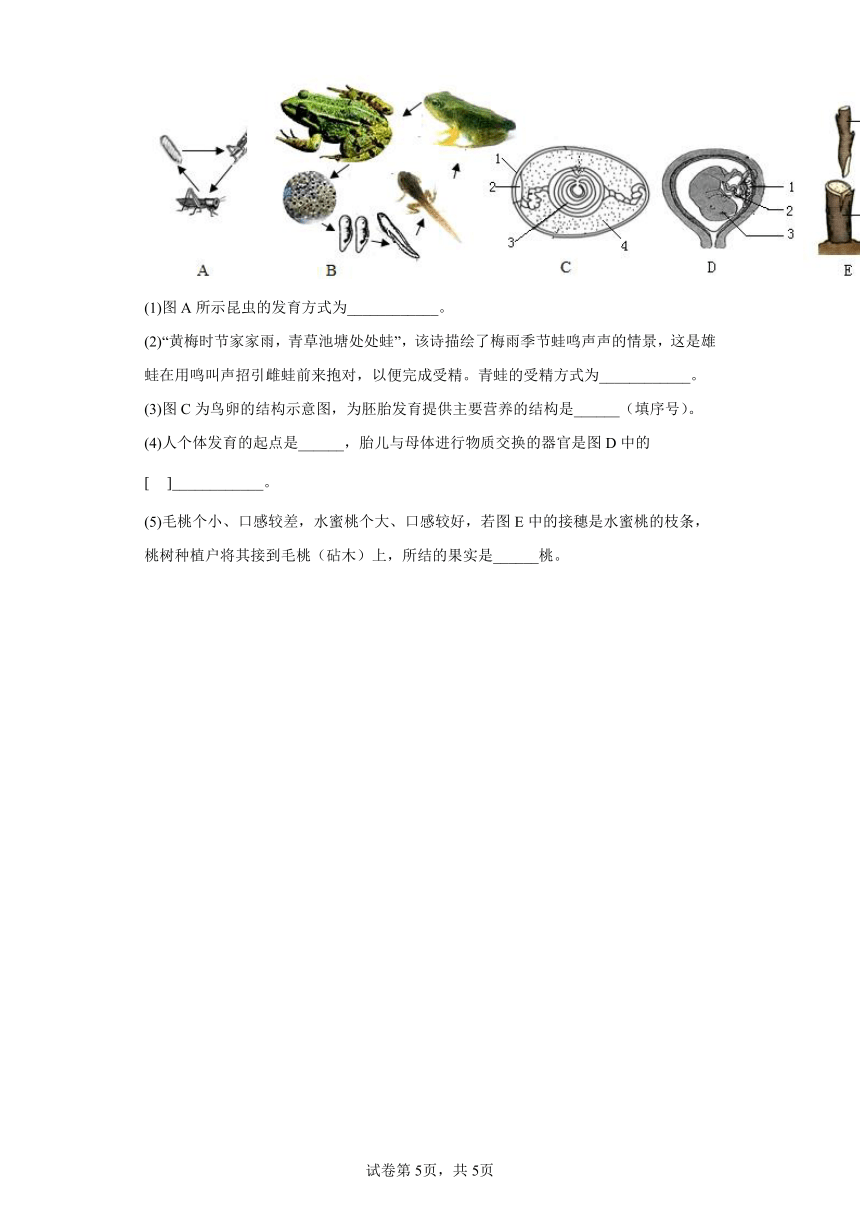 人教版八年级下册7.1.4鸟的生殖和发育（含解析）