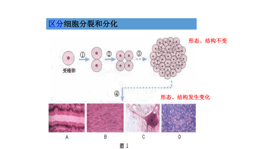 2.2.2 动物体的结构层次课件(共22张PPT)2022--2023学年人教版生物七年级上册