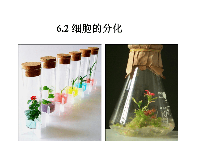 2021-2022学年高一上学期生物人教版必修1  6.2细胞的分化课件（21张ppt）