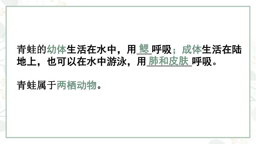 5.1.5两栖动物和爬行动物课件(共21张PPT)2022--2023学年人教版生物八年级上册