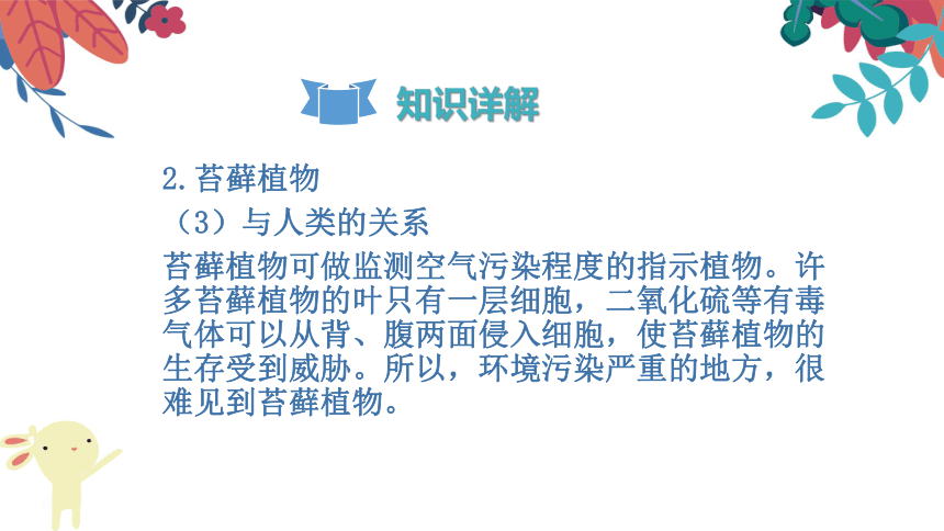 3.1.1《藻类、苔藓和蕨类植物》复习课件(共27张PPT)