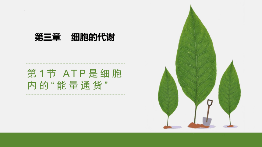 2022-2023学年高一上学期生物浙科版（2019）必修1-3.1ATP是细胞内的“能量通货”课件（24张ppt）