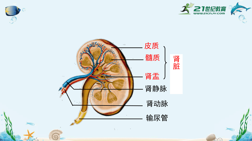 人教版七年级生物下册4.5人体内废物的排出（共35张）