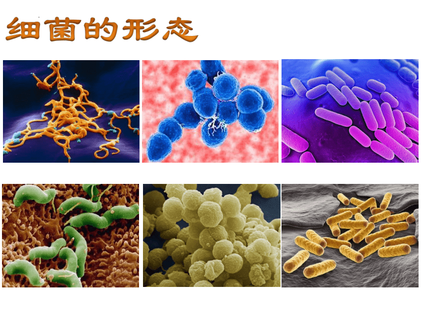 5.4.2  细菌  课件（21张PPT）-2022-2023学年人教版生物八年级上册