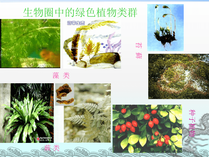 鲁科版（五四学制）六年级下册 第一章 第一节 藻类植物 （36张PPT）
