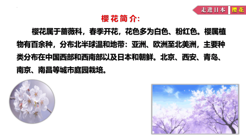 人音版初中音乐八年级下册第四单元　亚洲弦歌——樱花　课件(共23张PPT)