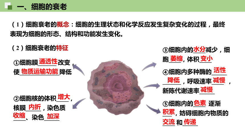 6.3 细胞的衰老和死亡（共19张ppt）高中生物人教版（2019）必修1