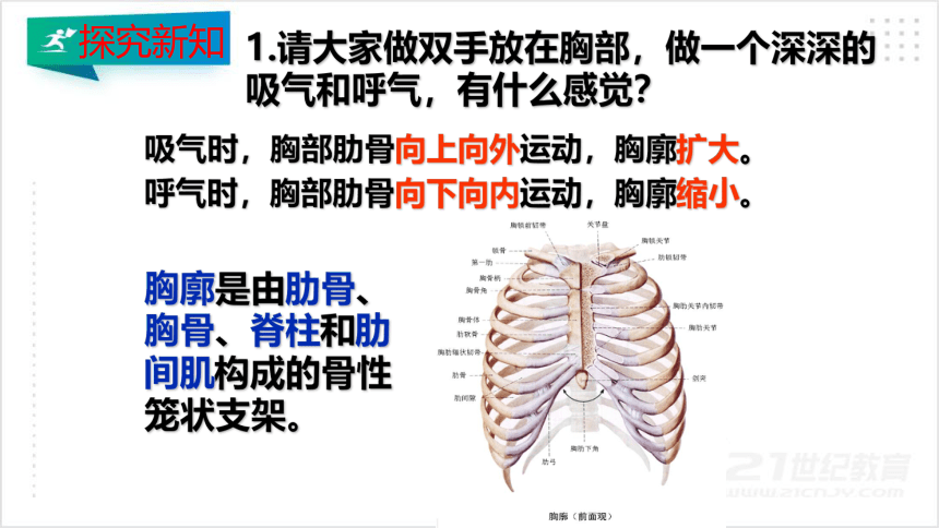 4.3.2 发生在肺内的气体交换课件（共45张PPT）