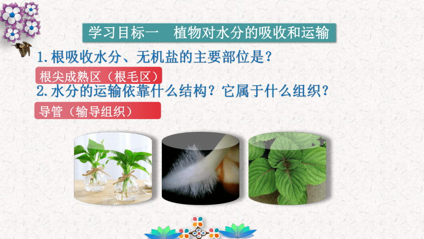 3.3 绿色植物与生物圈的水循环课件(共17张PPT)人教版七年级生物