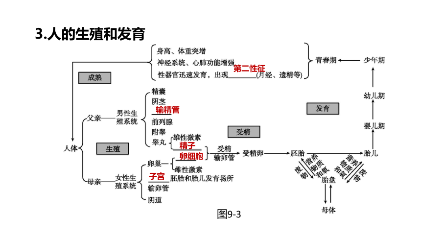 2022年浙江省中考科学一轮复习 第09课时　生物的生殖和发育（课件 37张PPT）