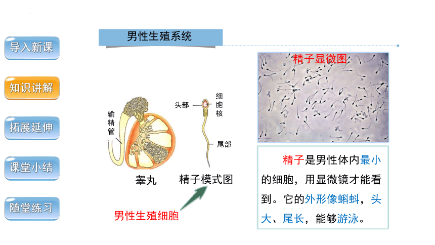 4.1.2人的生殖 课件 2022--2023学年人教版七年级下册生物（共29张ppt）