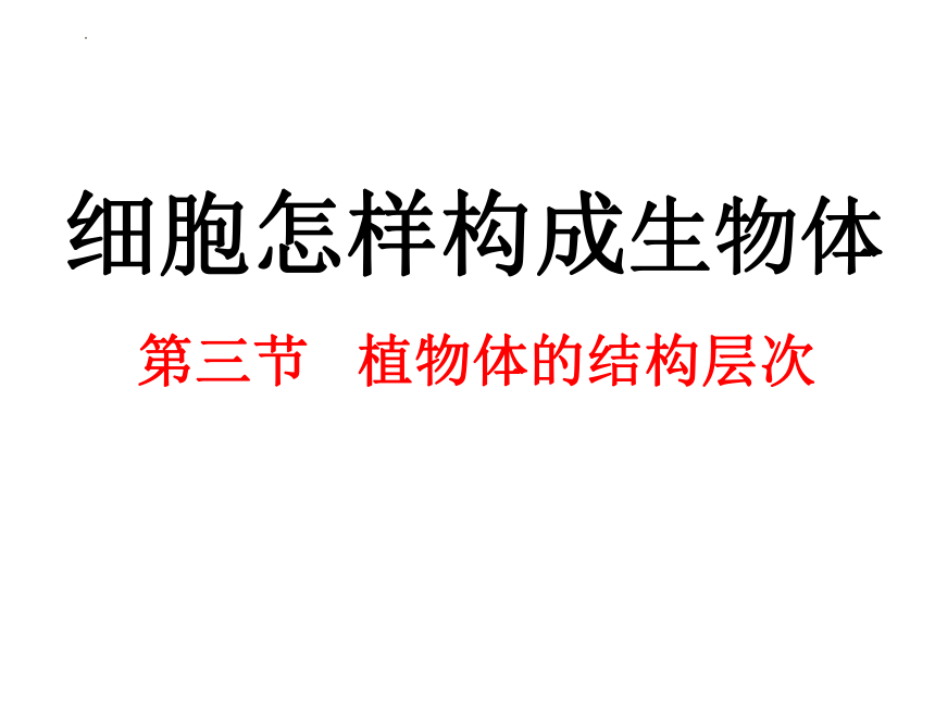 2.2.3植物体的结构层次 课件(共24张PPT)2022-2023学年人教版生物七年级上册