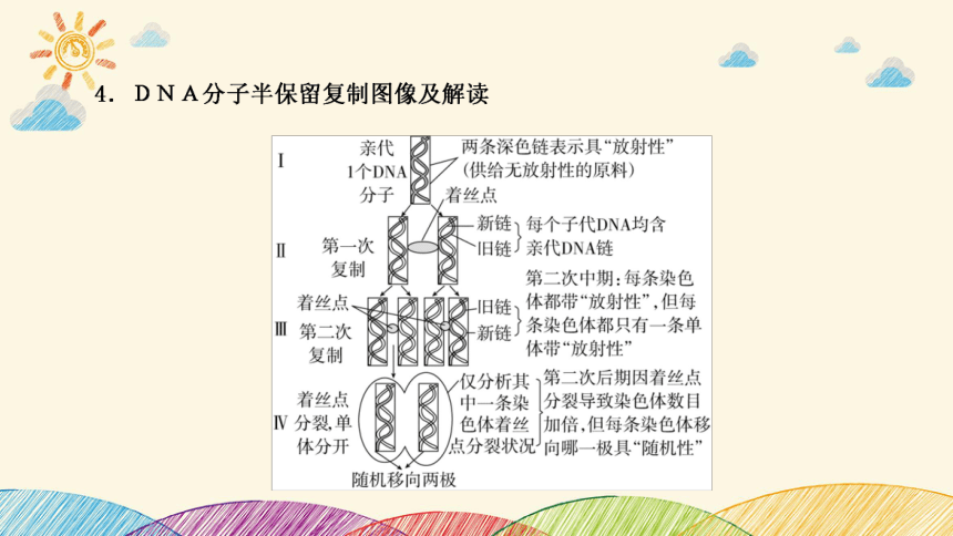 高考生物二轮重点讲练课件：科学思维之微专题2 结合同位素标记研究细胞分裂中的ＤＮＡ复制(共23张PPT)